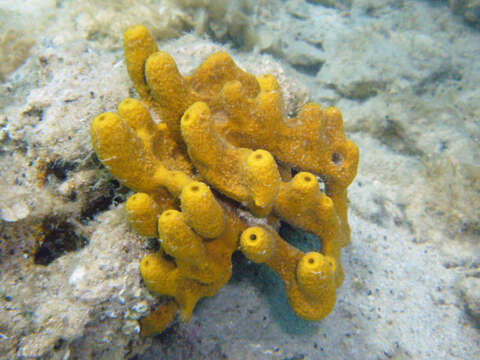 Image of aureate sponge