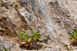 Image of limewater brookweed