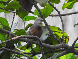 Image of Chestnut-tailed Starling