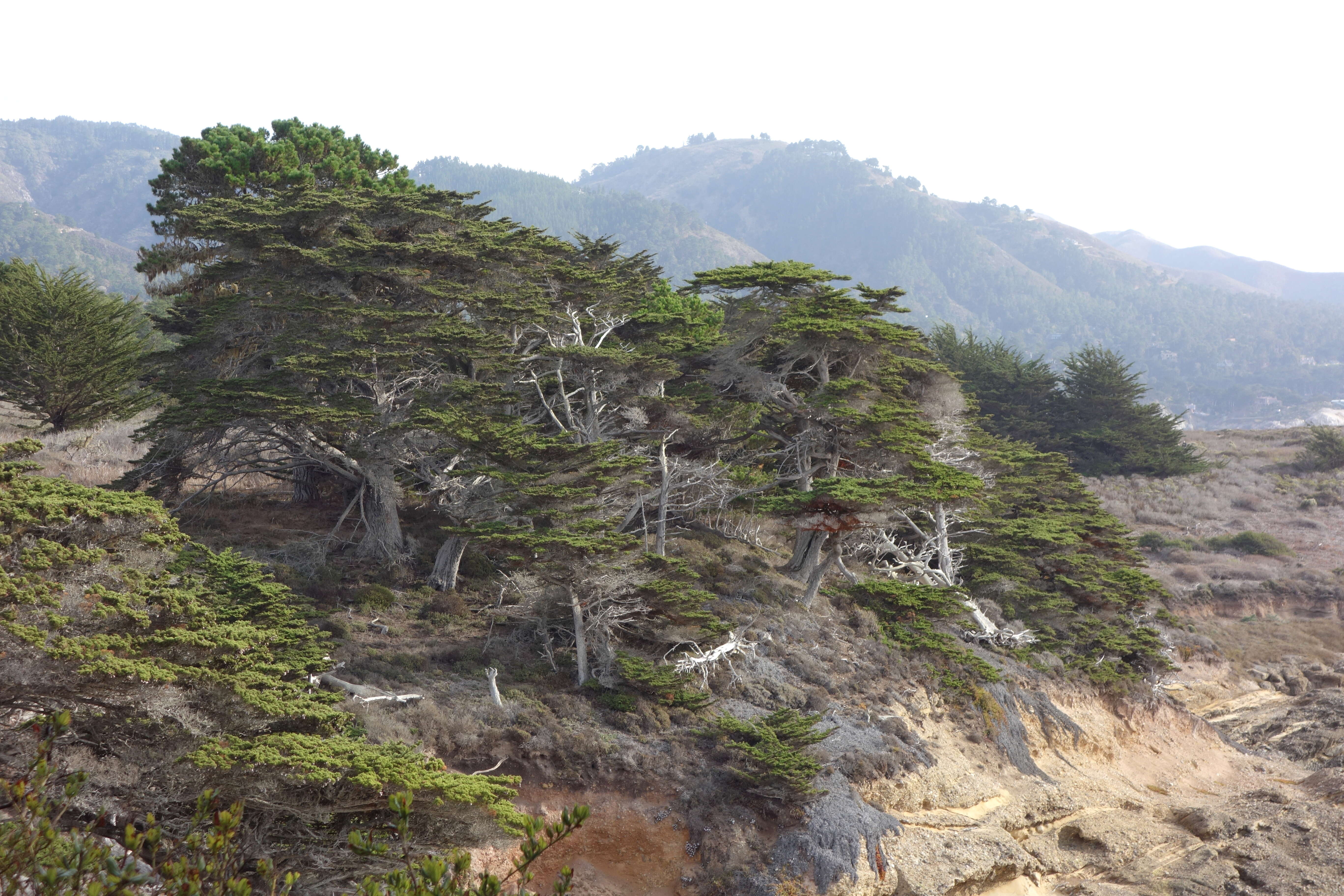 Image of Monterey cypress