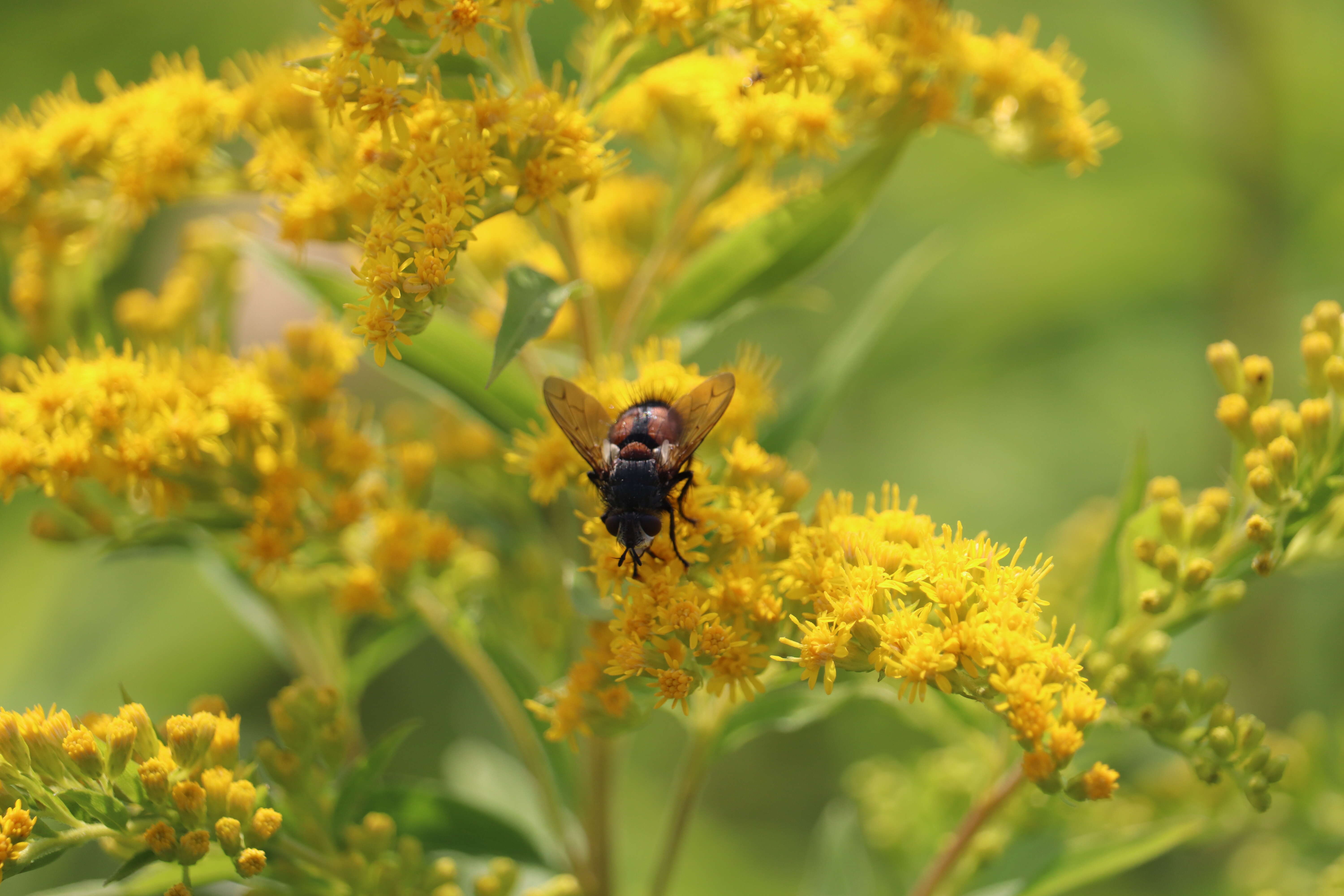 صورة Peleteria rubescens (Robineau-Desvoidy 1830)