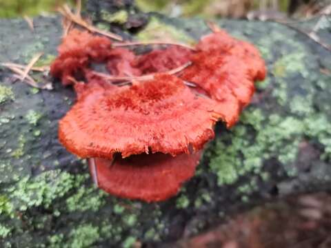 Image of Pycnoporellus fulgens (Fr.) Donk 1971