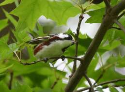 Image of Chestnut-sided Warbler