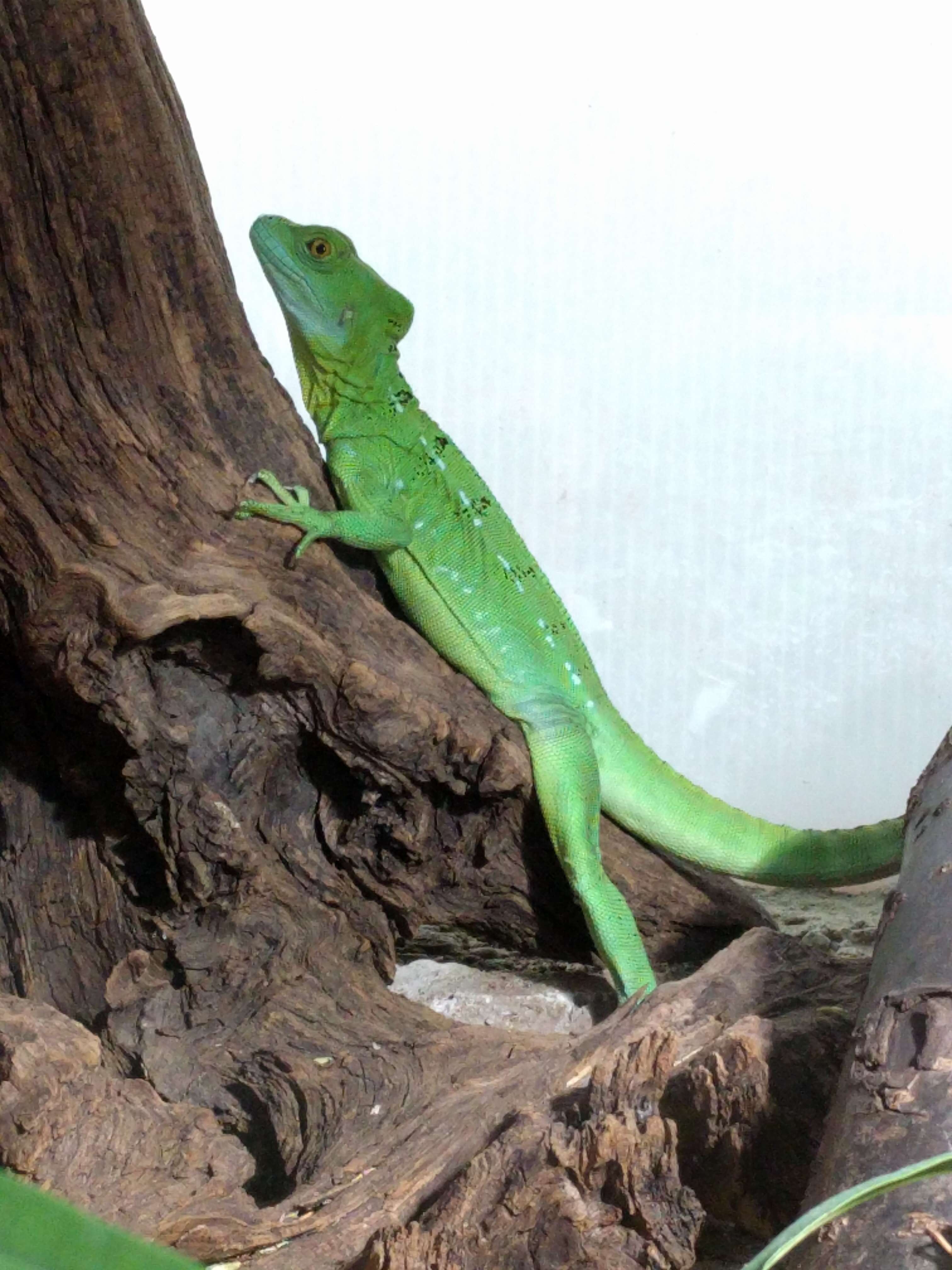 Image of Green Basilisk