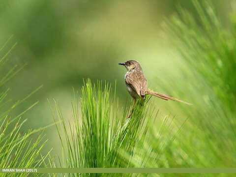 Image of Grey-breasted Prinia