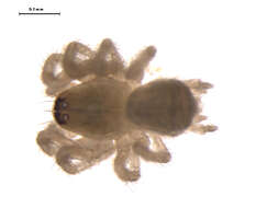 Image de Neoantistea agilis (Keyserling 1887)