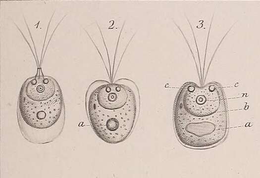 Слика од Chlorodendraceae