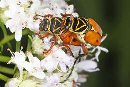 Image of Delta Flower Scarab