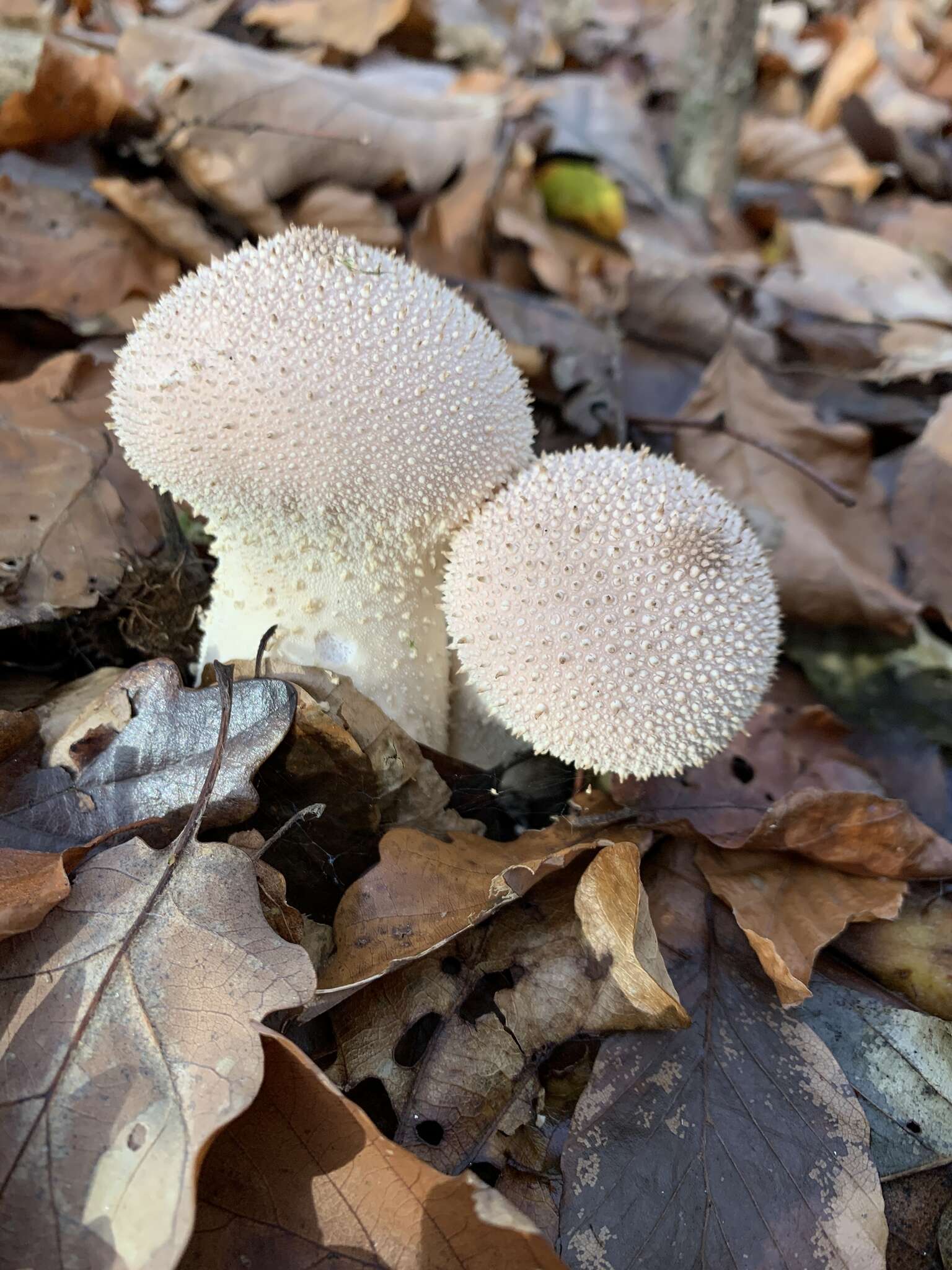 Imagem de Lycoperdon perlatum Pers. 1796