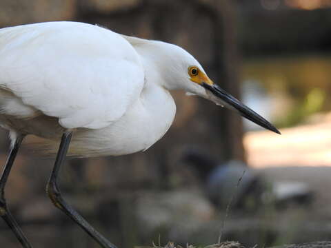 Image of Snowy Egret