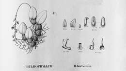 Image of Bulbophyllum barbatum Barb. Rodr.