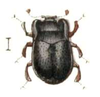 Image of Abraeinae
