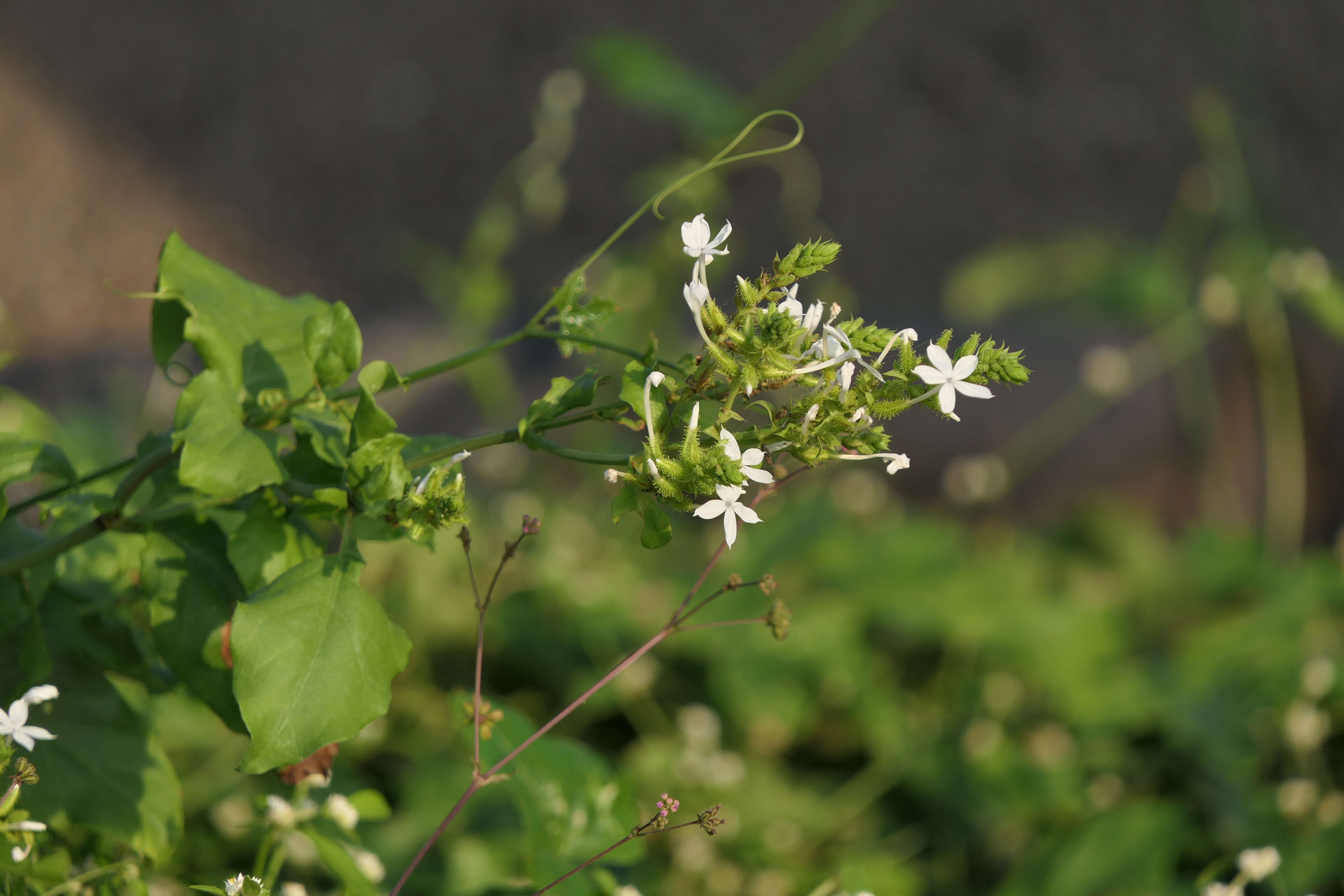 Image of wild leadwort