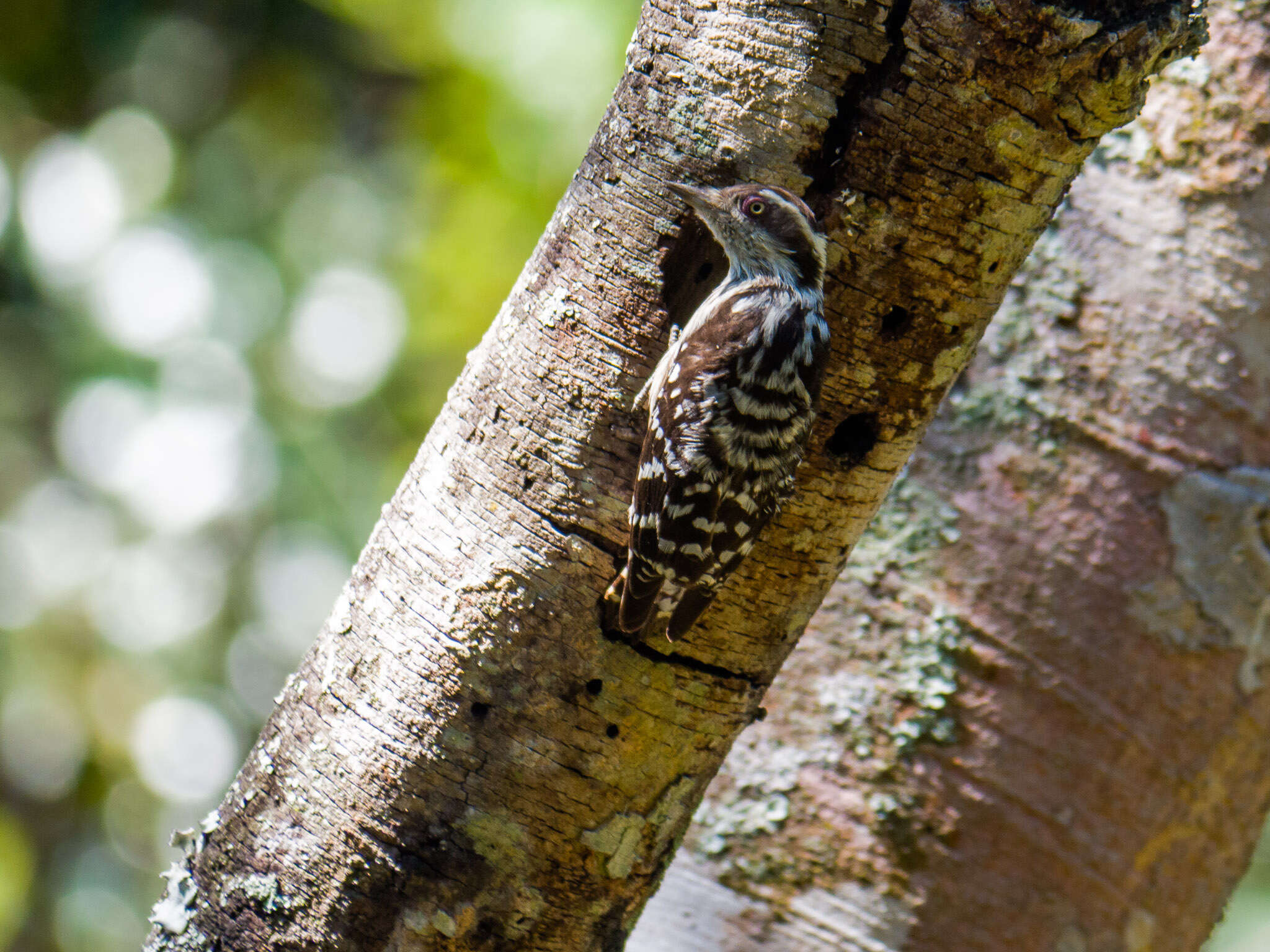 Image of Brown-capped Pygmy Woodpecker