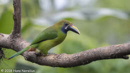 Image of Blue-throated Toucanet