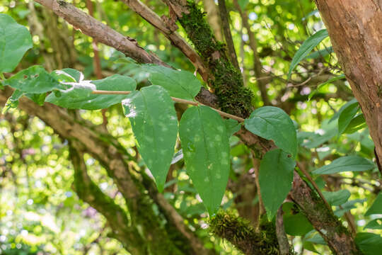 Image of fuzzy pride-of-Rochester