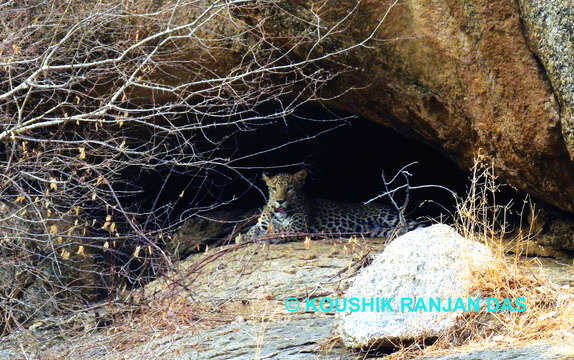 Image of Indian leopard