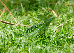 Image of Green Basilisk