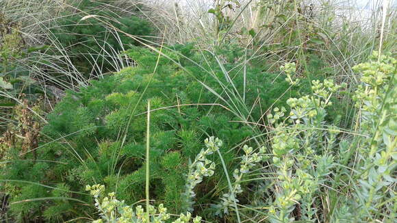 صورة Tripleurospermum maritimum (L.) Koch