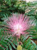 Image of Calliandra riparia Pittier