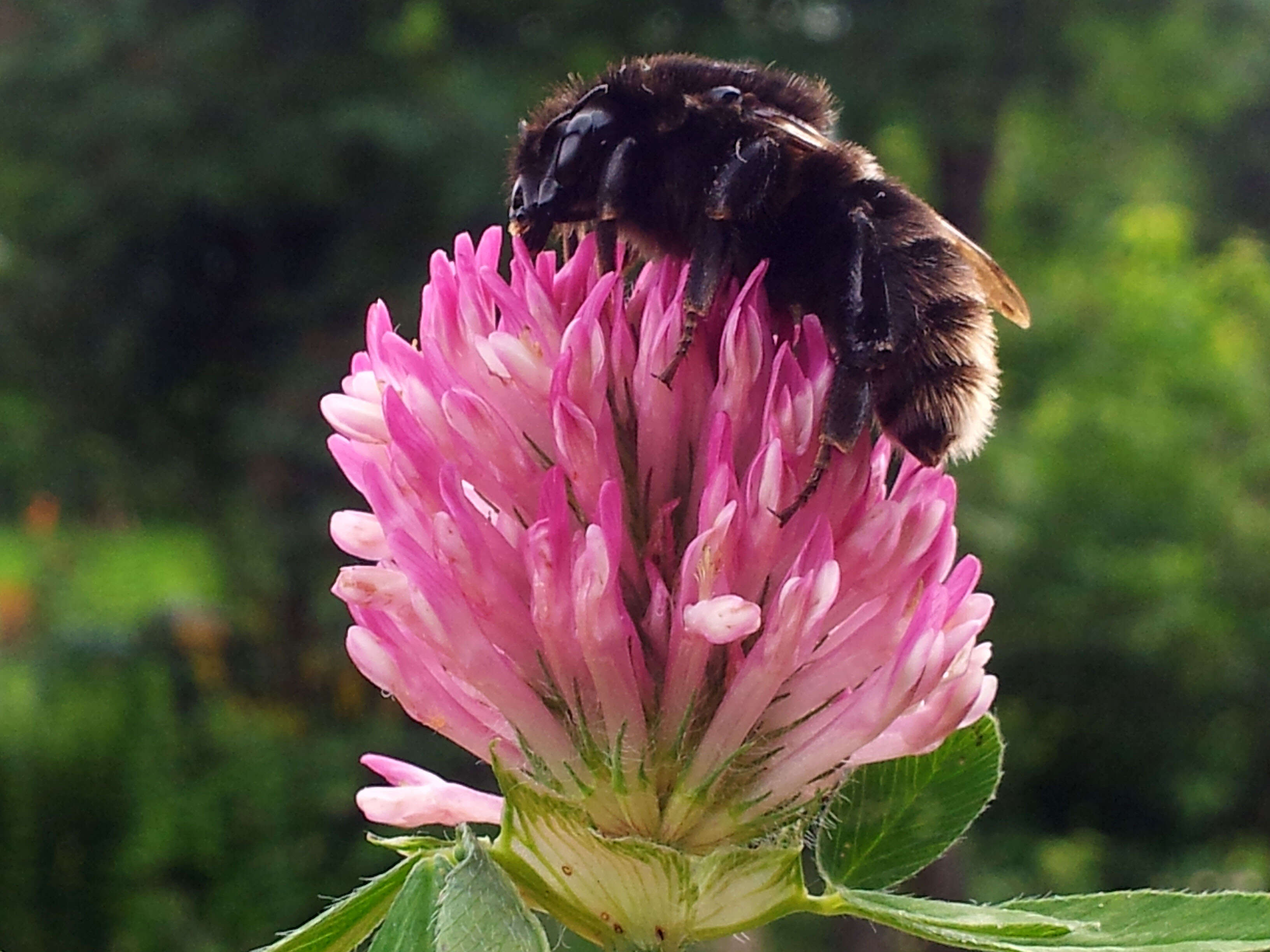 Image of short-haired bumblebee