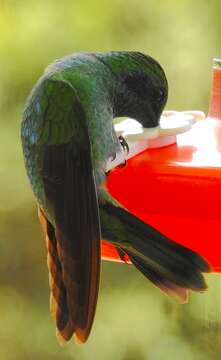 Image of Lesser Violetear