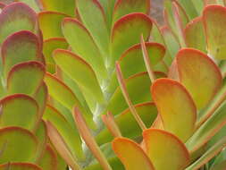 Image of Kalanchoe luciae