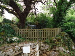 Image of Honeydew Oak