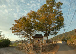 Image of Japanese Zelkova