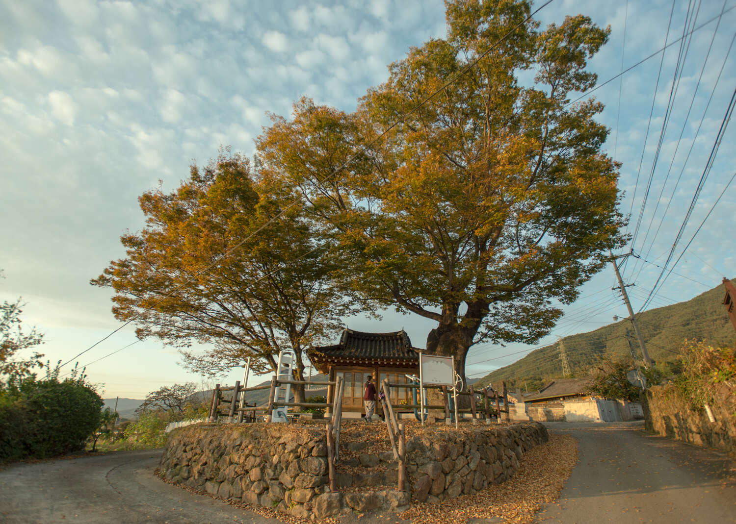 Image of Japanese Zelkova