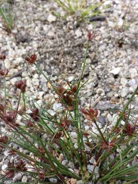 Juncus bulbosus L.的圖片