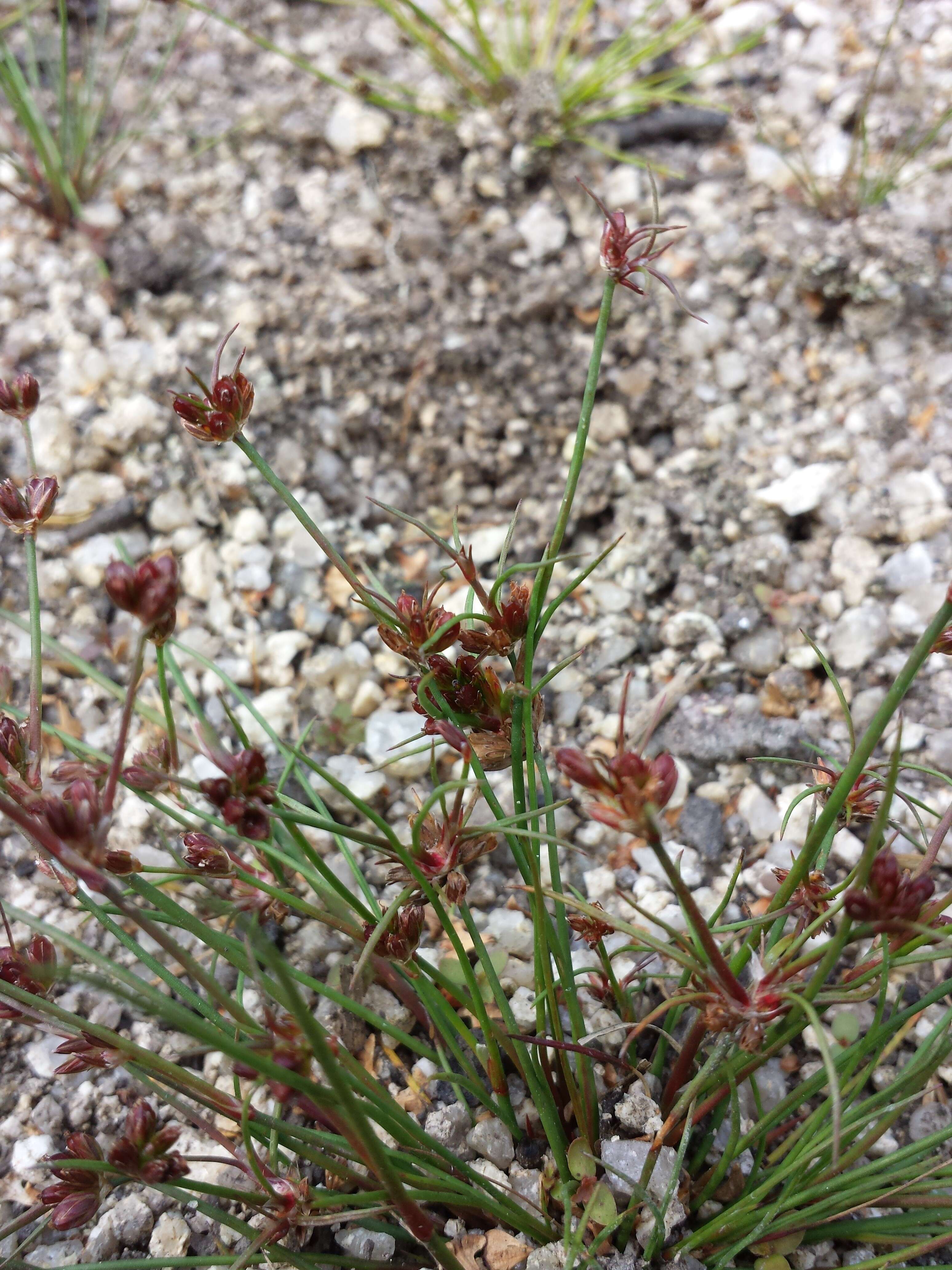 Juncus bulbosus L.的圖片