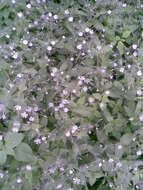 Image of wood stitchwort