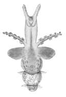 Слика од Clionoidea Rafinesque 1815