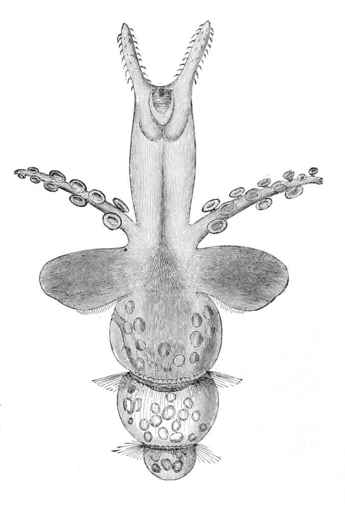Слика од Clionoidea Rafinesque 1815