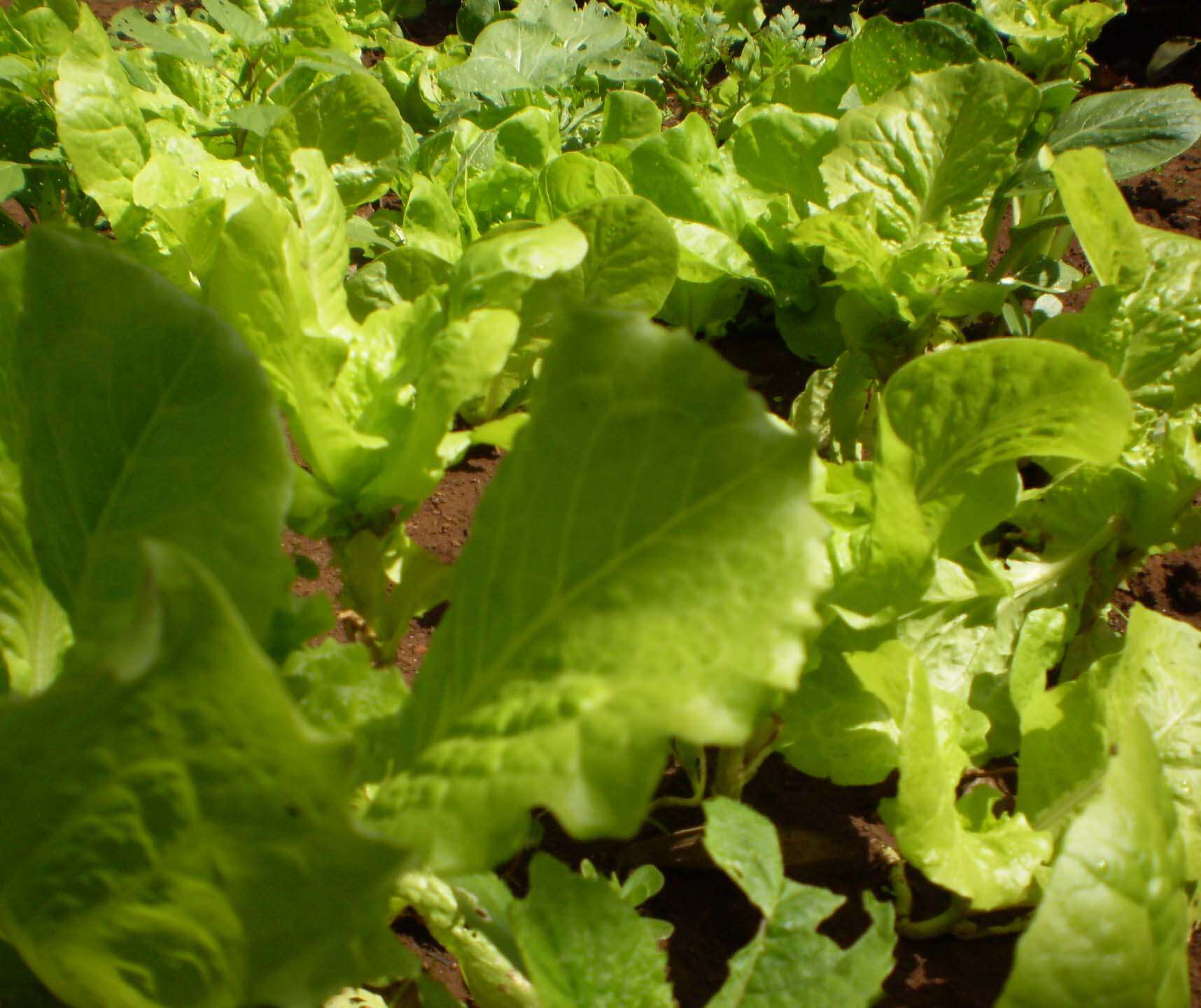 Image of lettuce