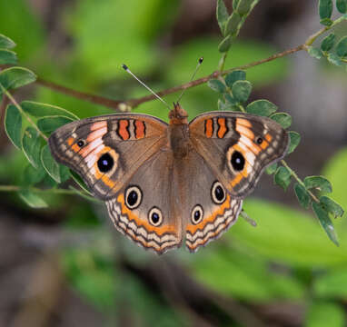 Image of Junonia neildi