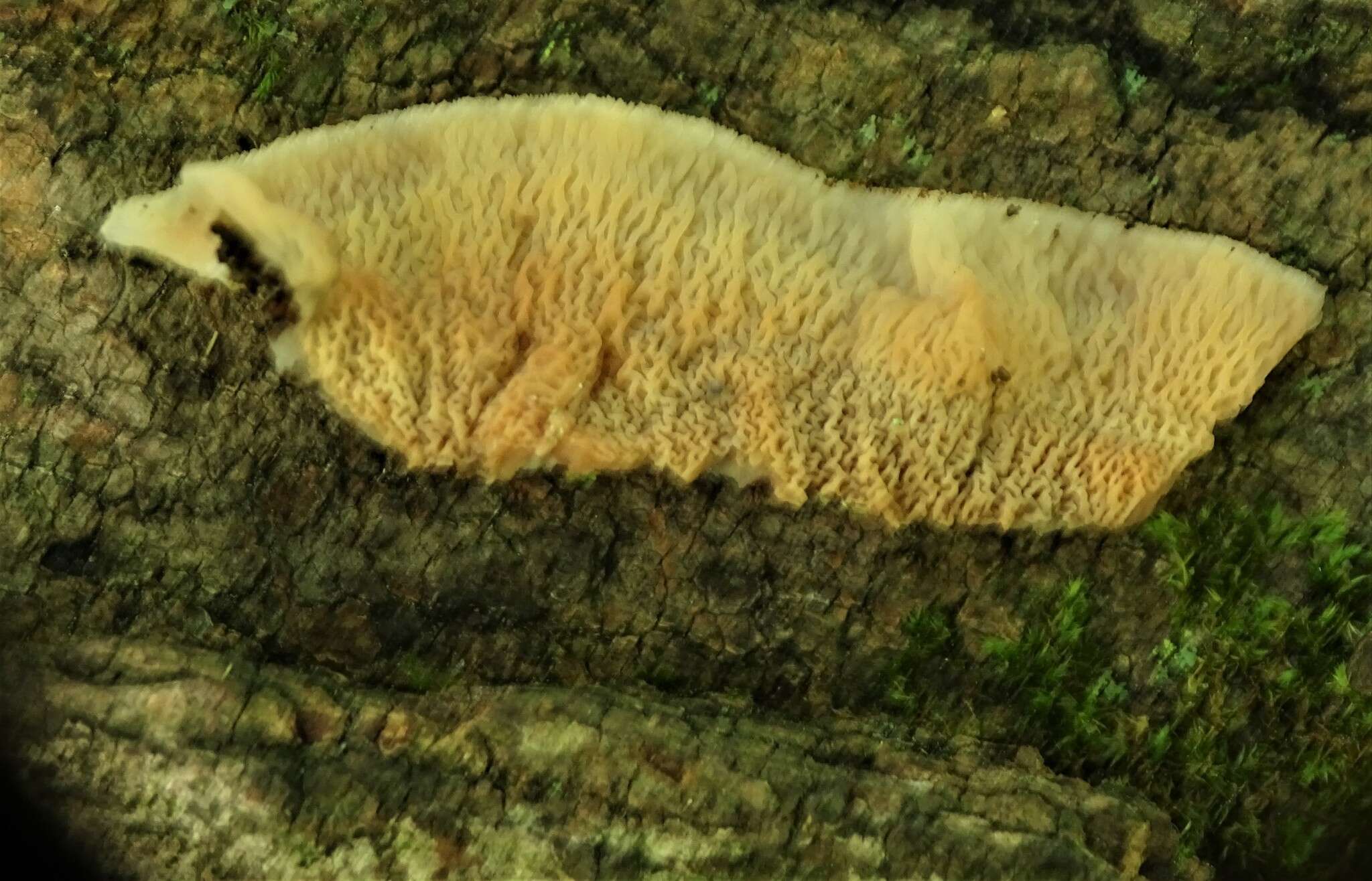 Image of Phlebia tremellosa (Schrad.) Nakasone & Burds. 1984