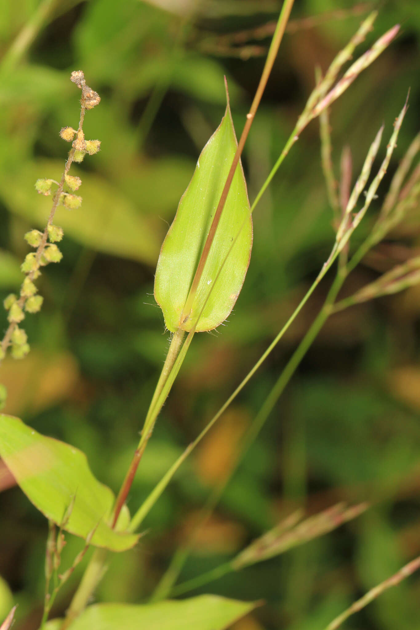 Image of small carpgrass