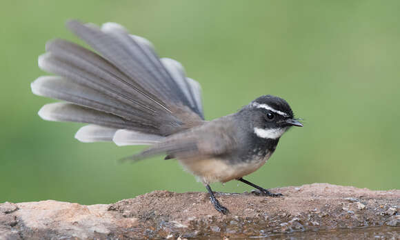 Image of White-spotted Fantail