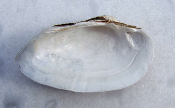 Image of Swollen River Mussel