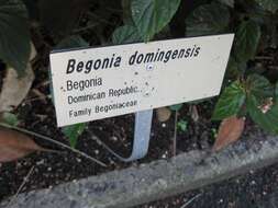Image of Begonia domingensis A. DC.