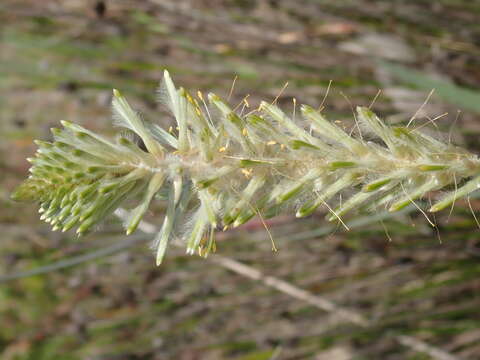 Image of Ptilotus polystachyus (Gaudich.) F. Müll.