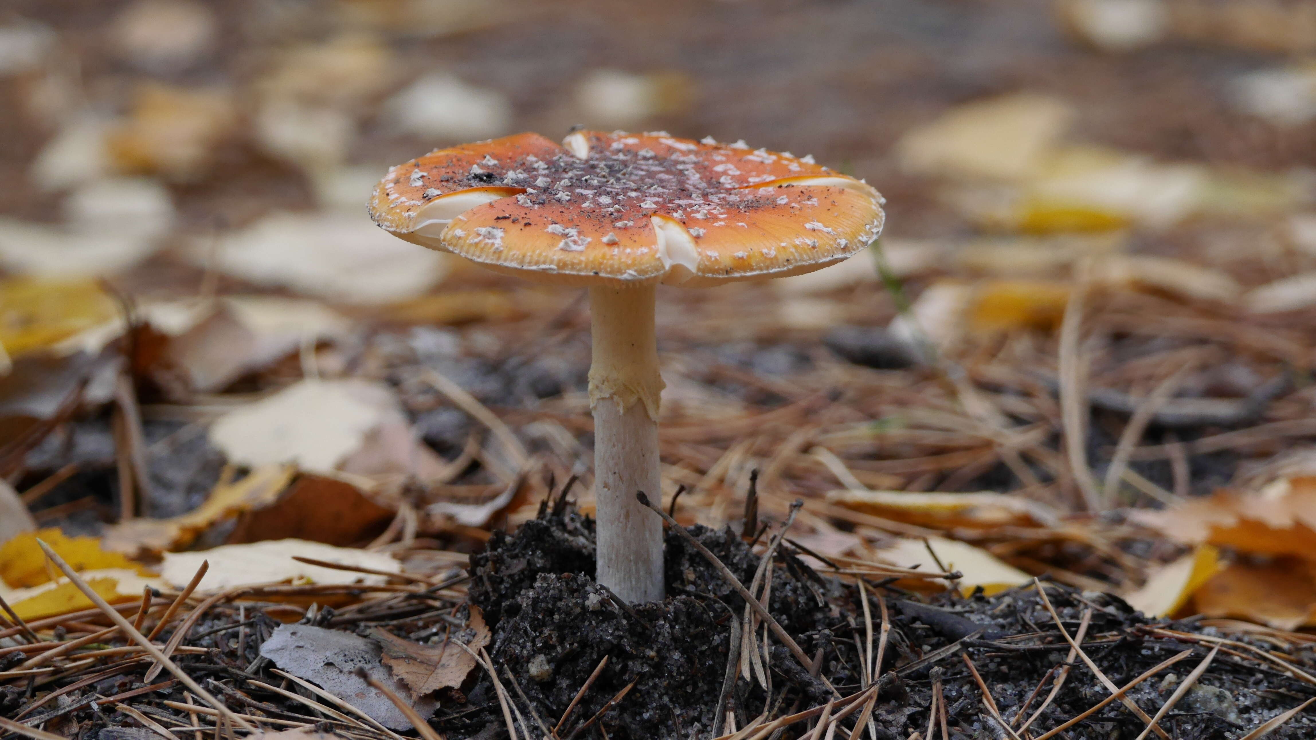 Image of Royal Fly Agaric