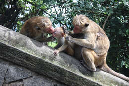 Image of Toque macaque