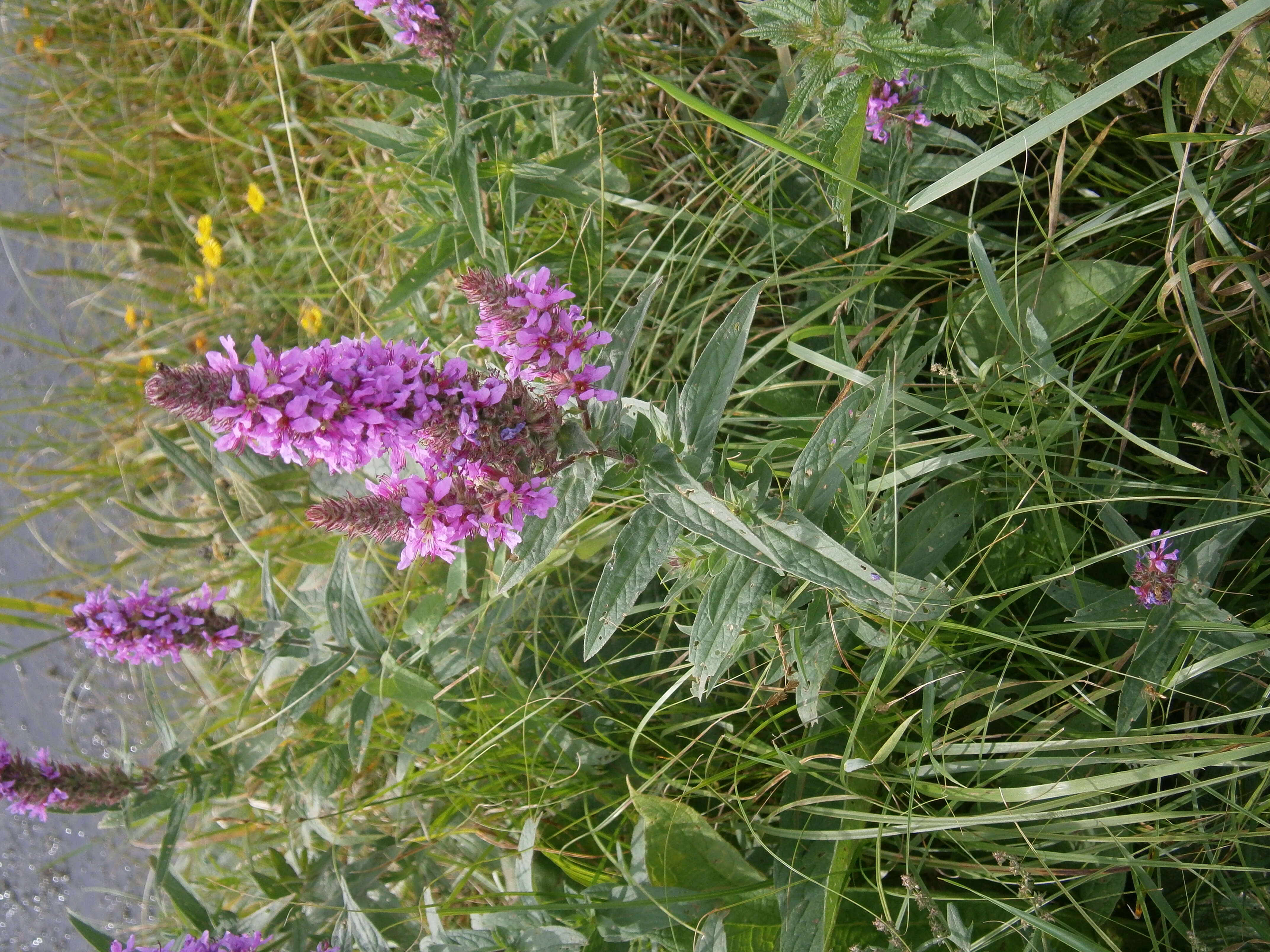 Plancia ëd Lythrum salicaria L.