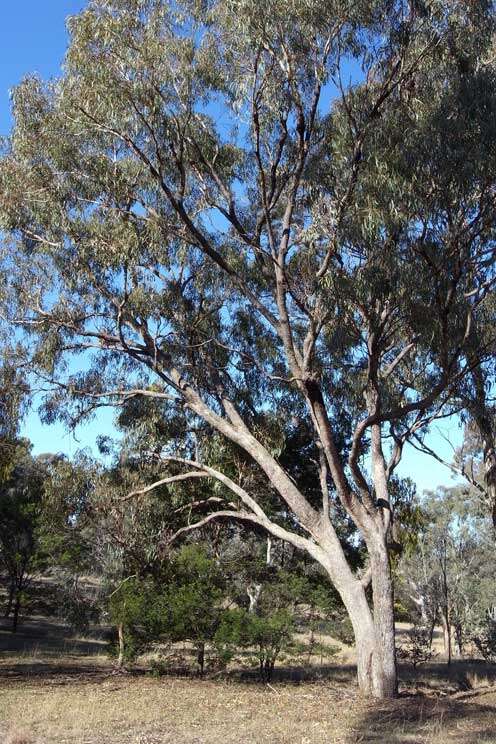 Image of Eucalyptus nortonii (Blakely) L. A. S. Johnson