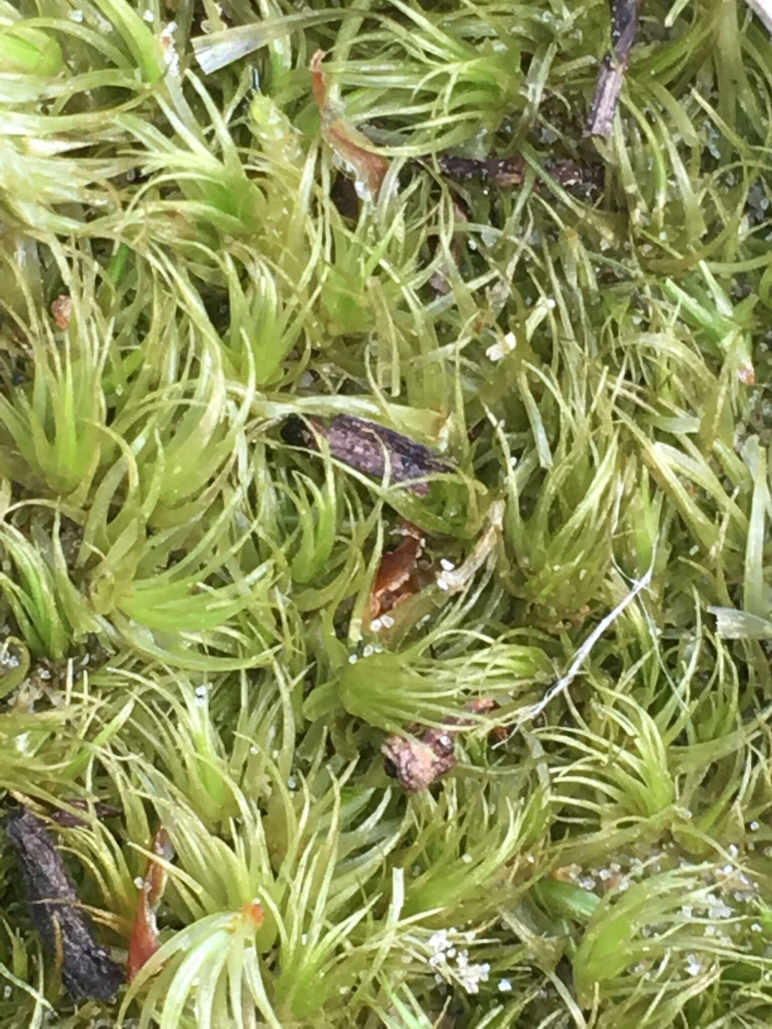 Image of Broom Moss