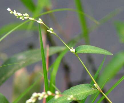 Image de Persicaria mitis (Schrank) Asenov