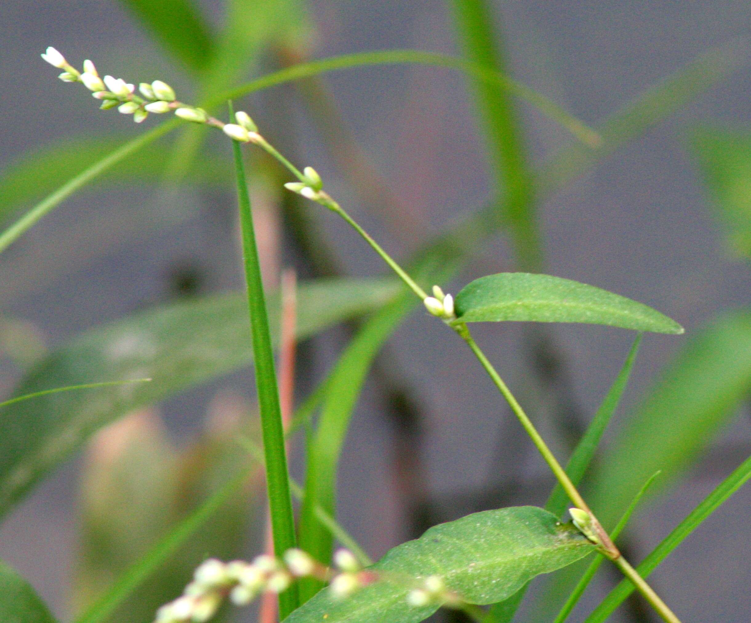 صورة Persicaria mitis (Schrank) Asenov